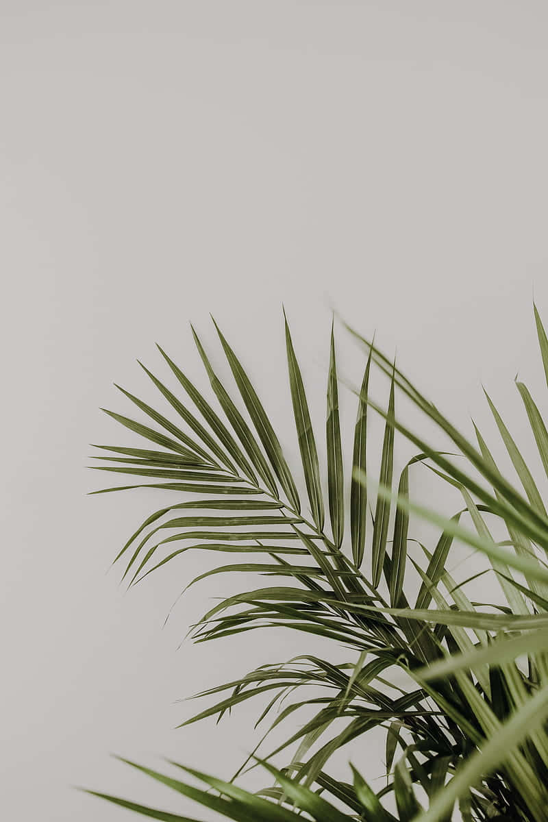 Palm Leaves On A White Background Wallpaper