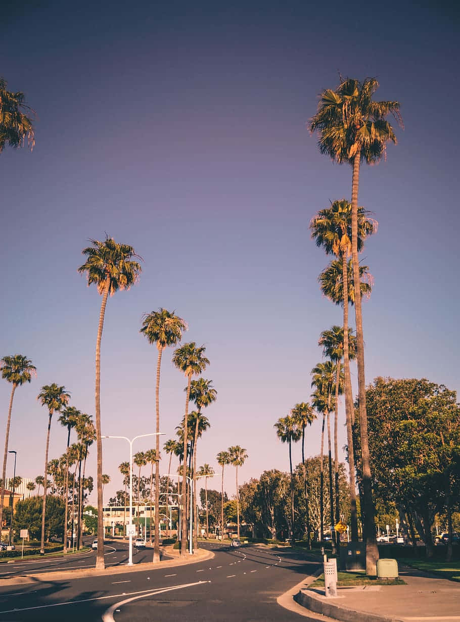 Palm Lined Streetat Dusk Wallpaper