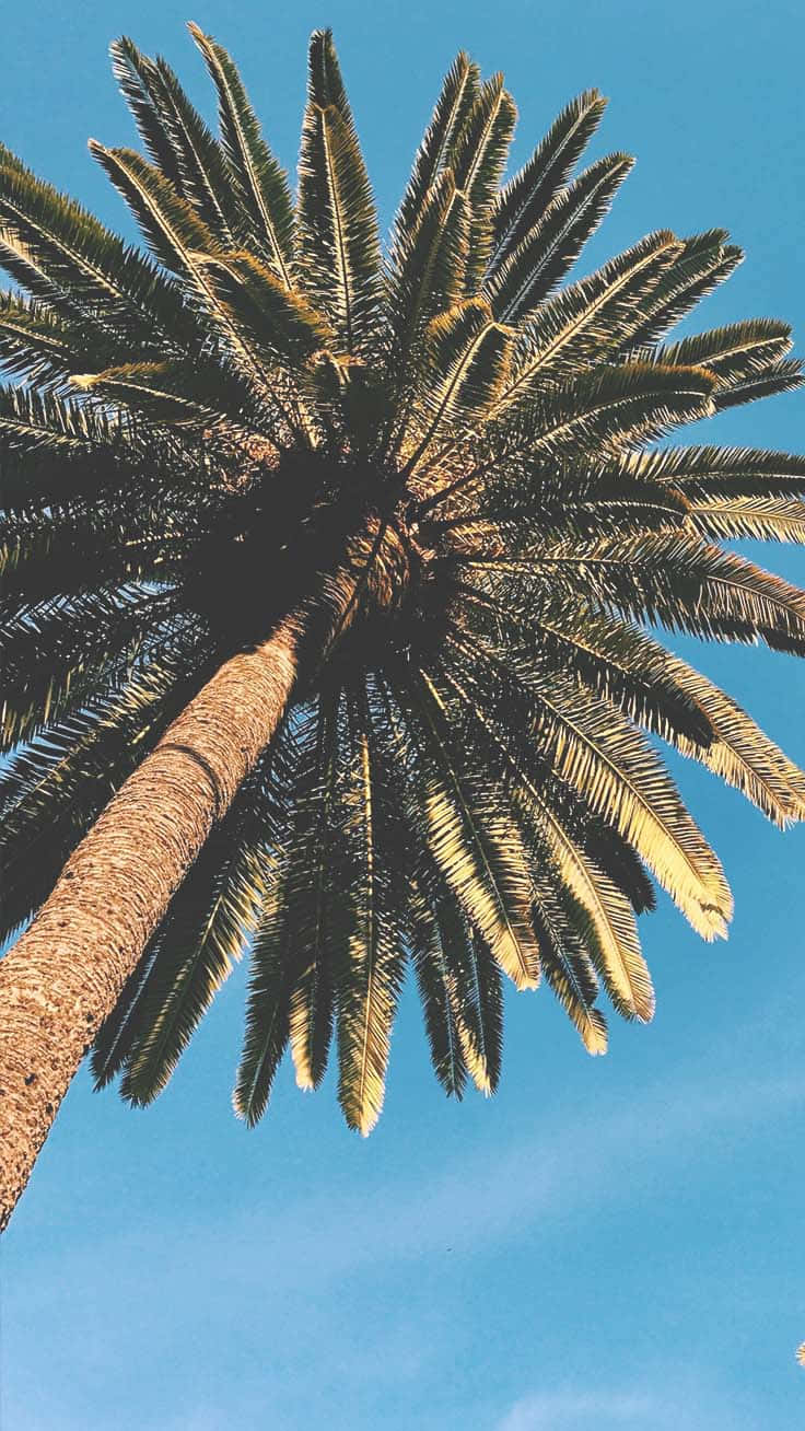 Palm_ Tree_ Against_ Blue_ Sky.jpg Wallpaper