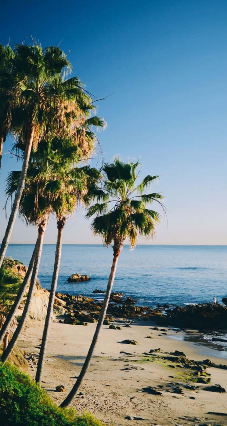 Palm Tree Beach Clear Sky Wallpaper