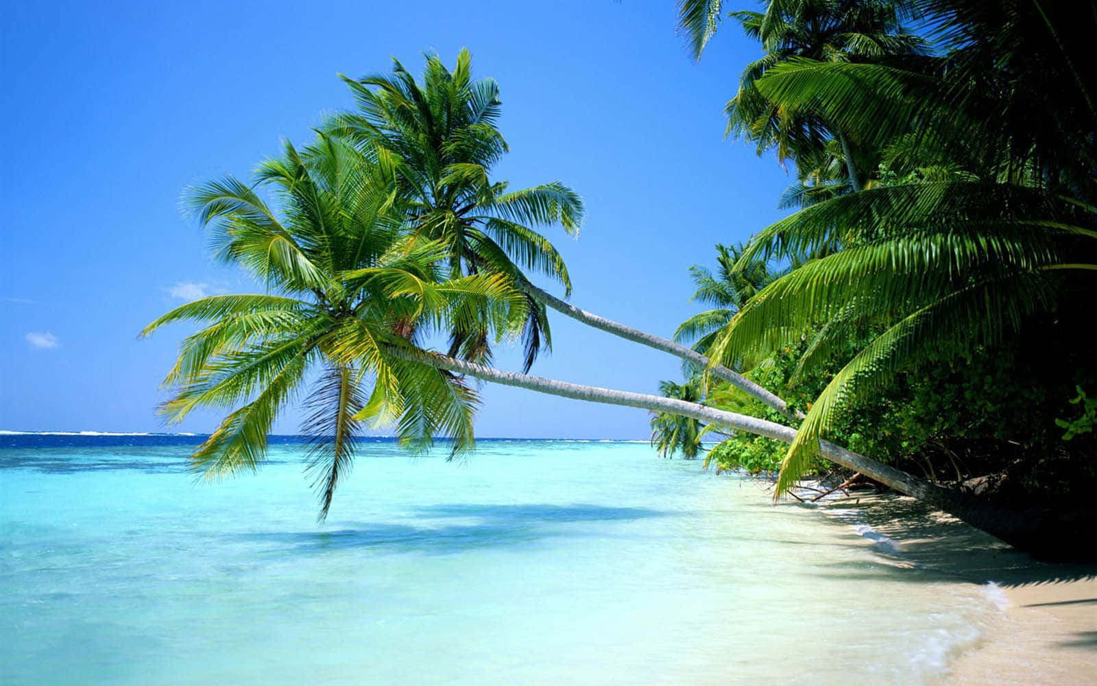 Palm Tree Beach Clear Waters Wallpaper