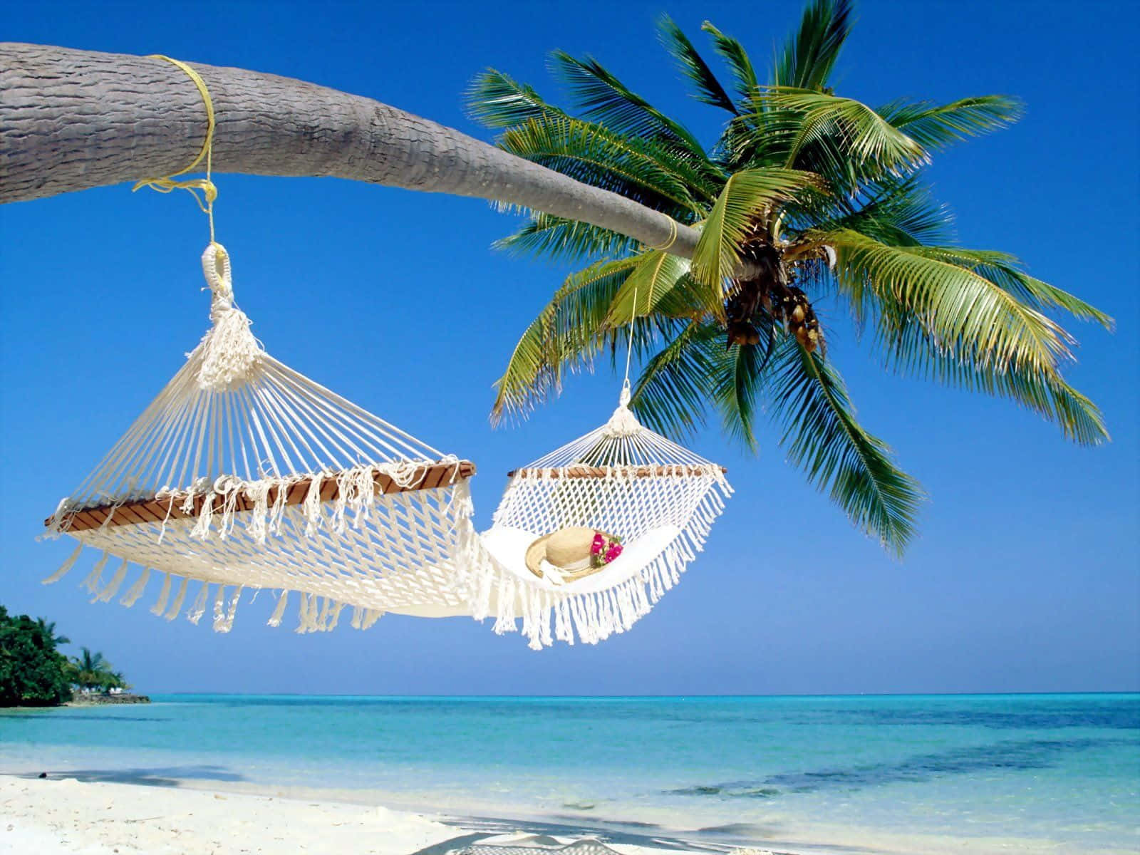 Palm Tree Beach White Hammock Wallpaper