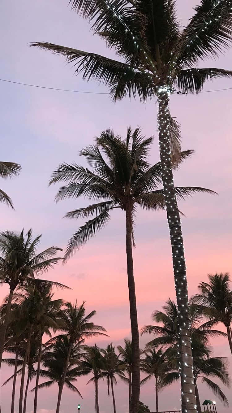 Palm Trees Lit Up At Sunset On The Beach Wallpaper