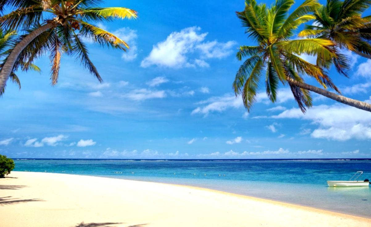 Palm Trees On Mauritius Beach Wallpaper