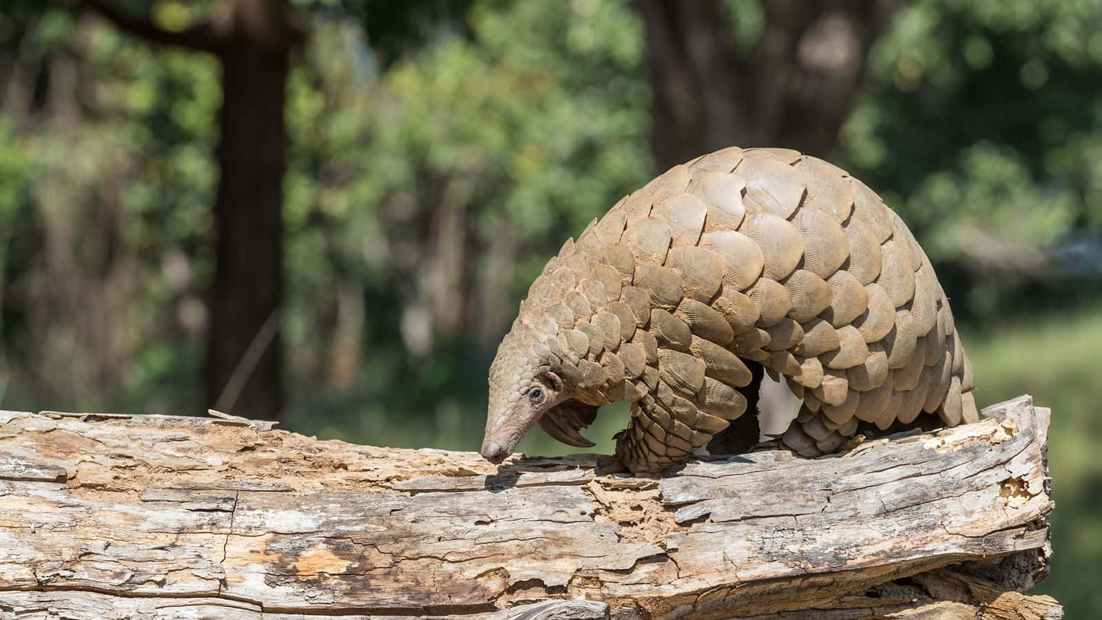 Pangolin On Log Nature Scene Wallpaper