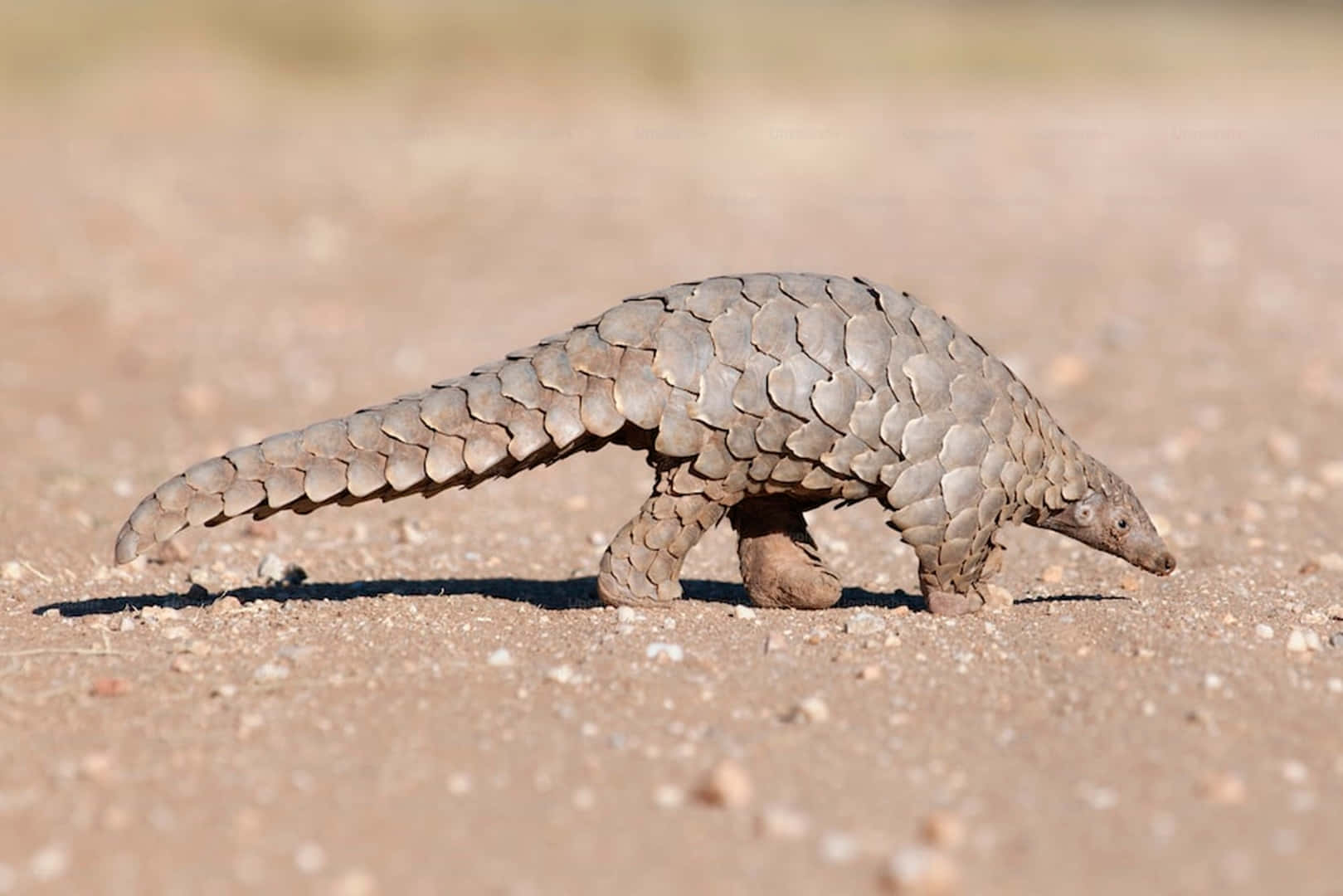 Pangolin_ Walking_on_ Ground.jpg Wallpaper