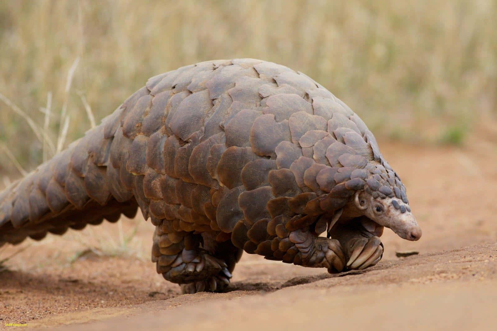 Pangolinin Natural Habitat Wallpaper