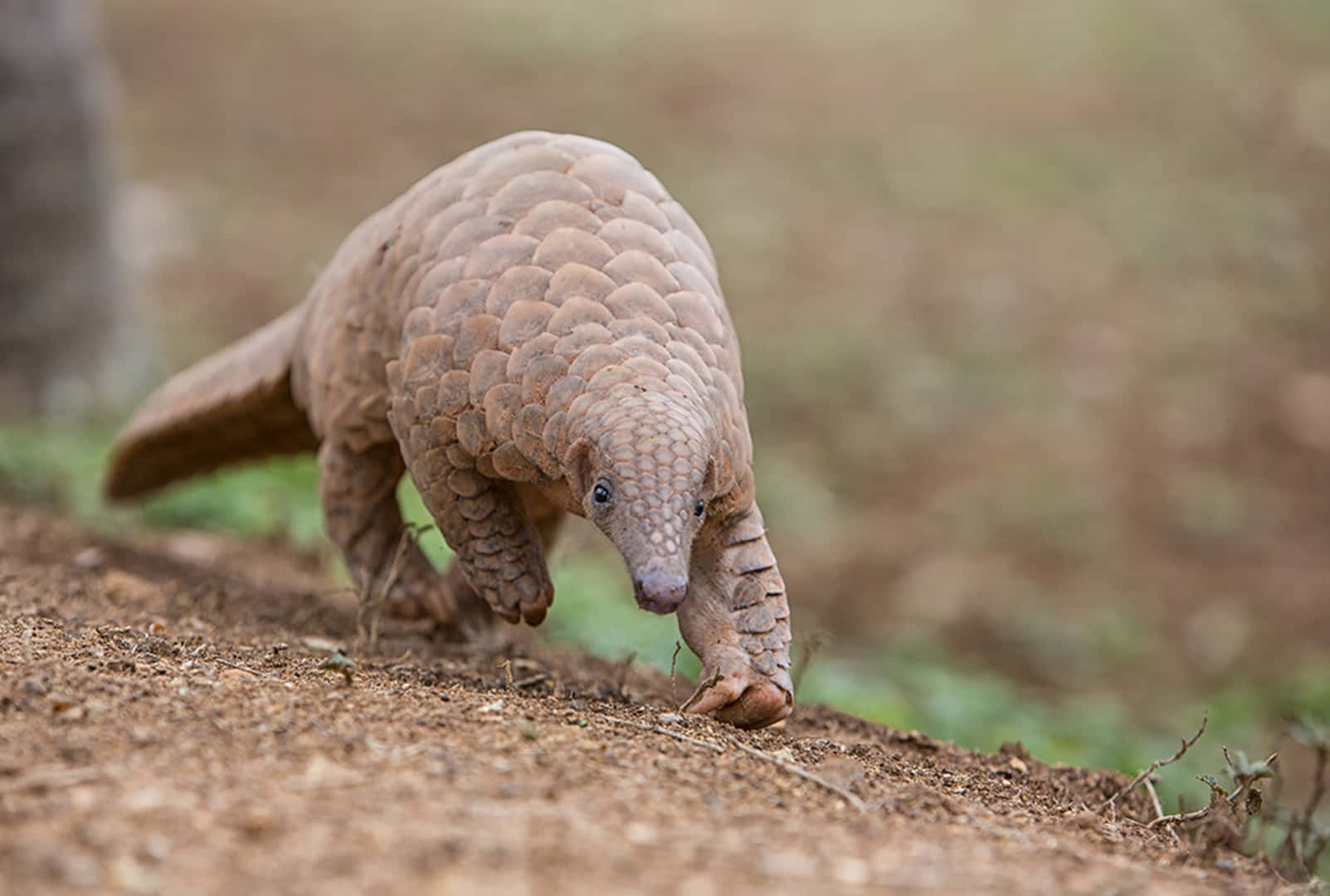 Pangolinin Natural Habitat.jpg Wallpaper