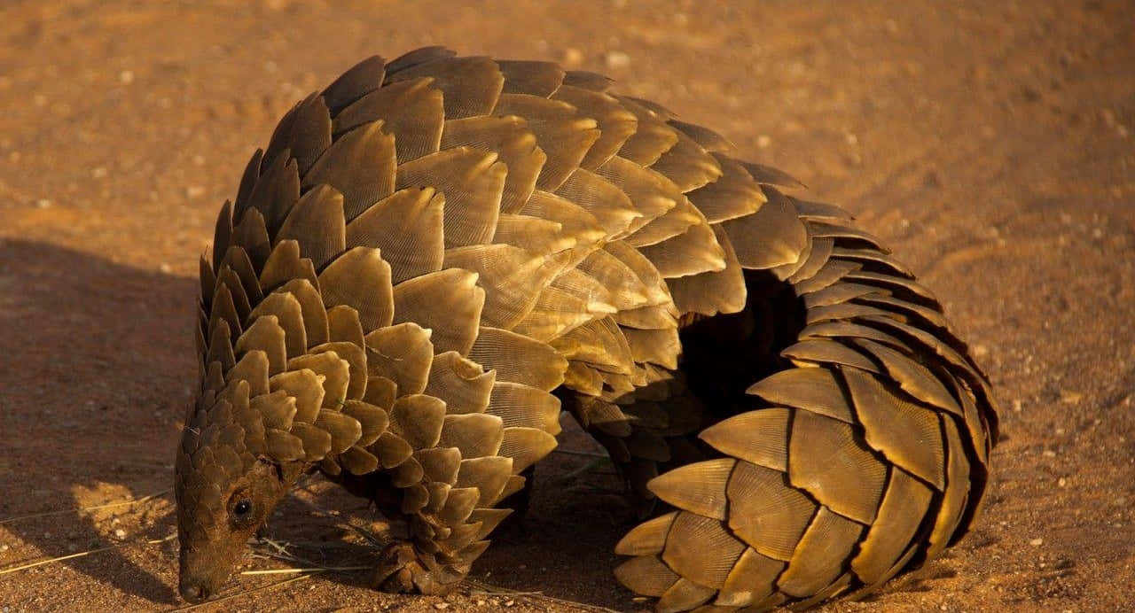 Pangolinin Natural Habitat.jpg Wallpaper