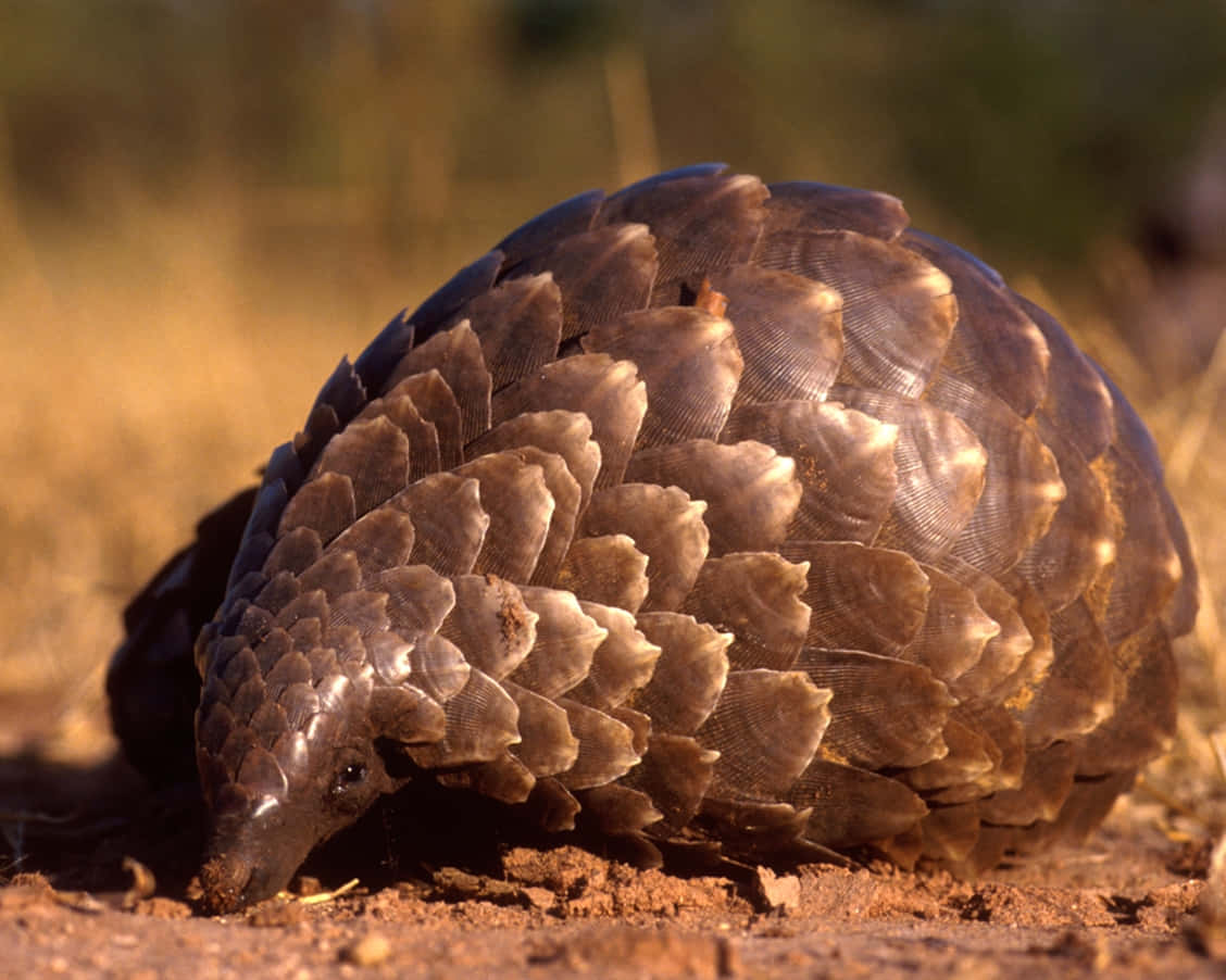 Pangolinin Natural Habitat Wallpaper