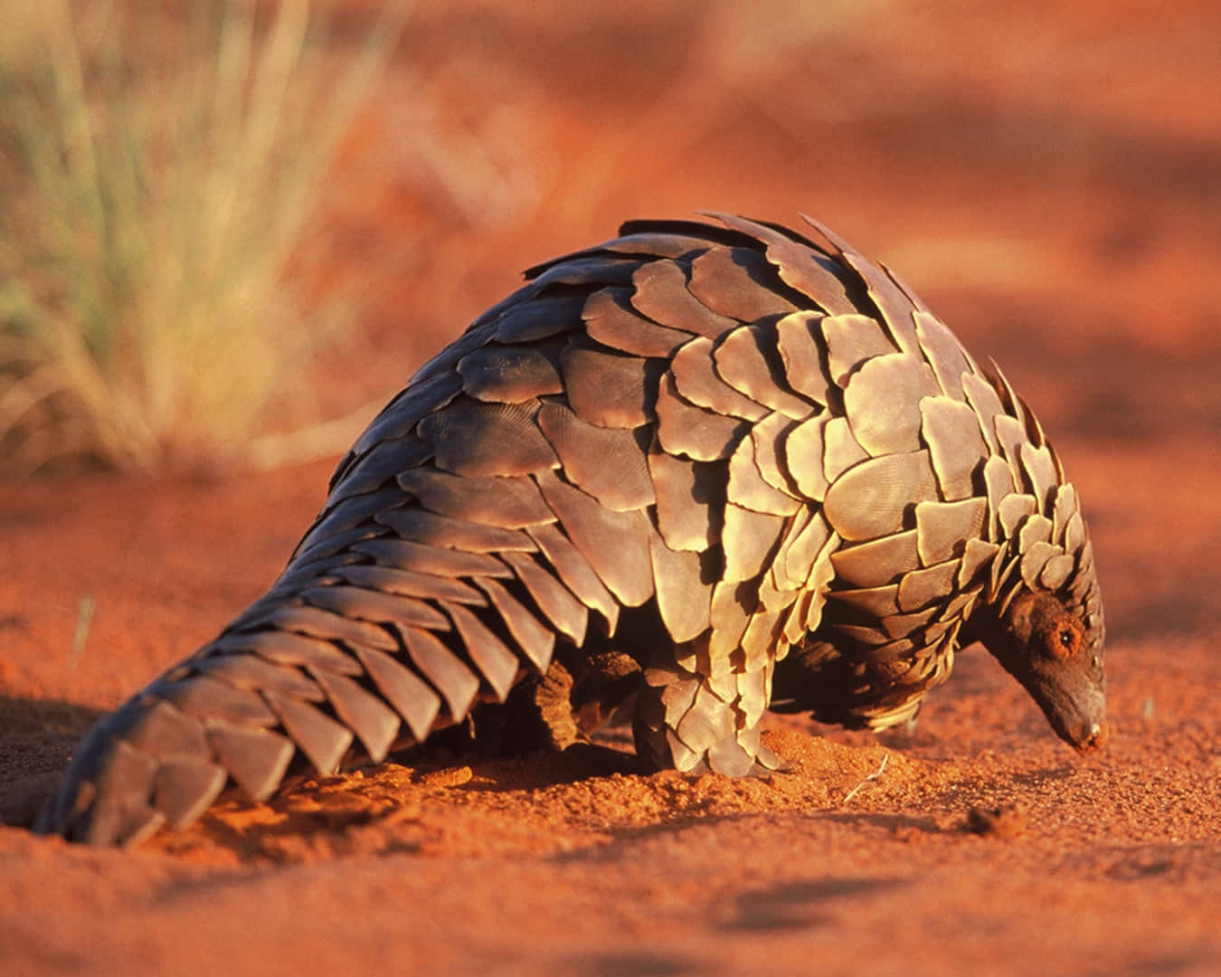 Pangolinin Red Sand Wallpaper