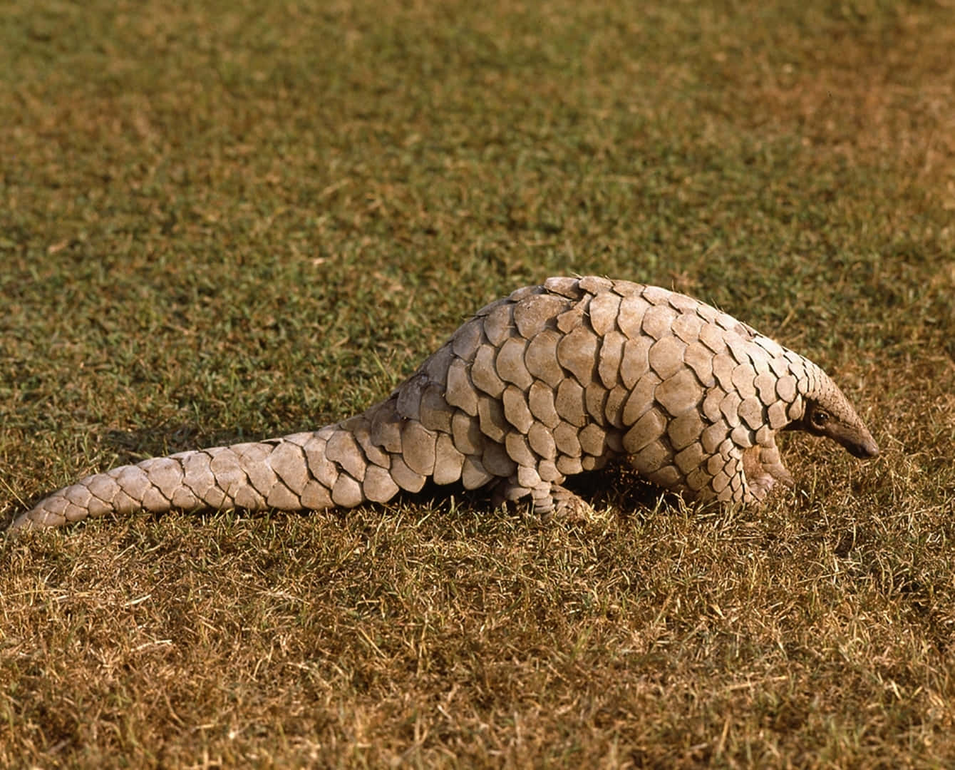 Pangolinon Grass Wallpaper