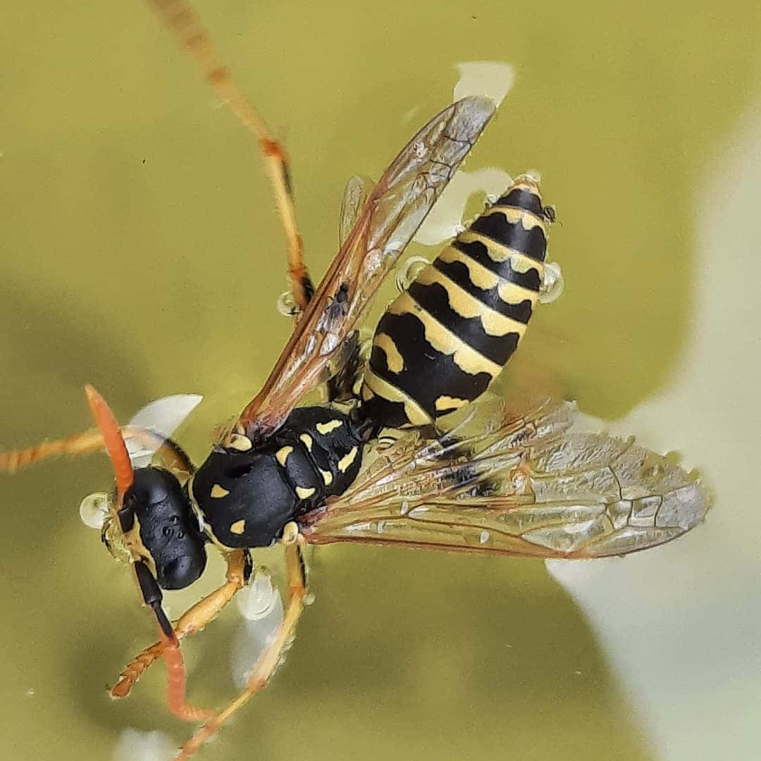 Paper Wasp Closeup Wallpaper