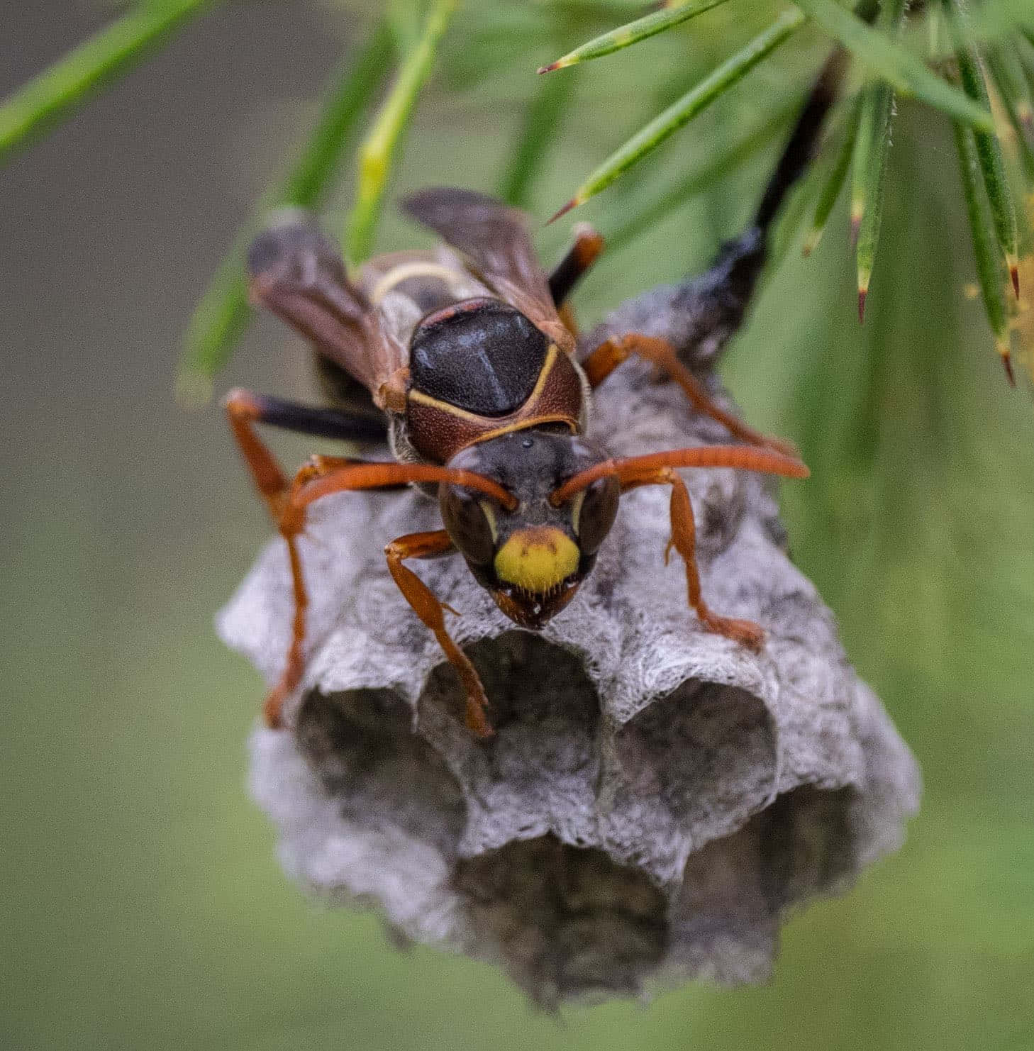 Paper Wasp Guarding Nest.jpg Wallpaper