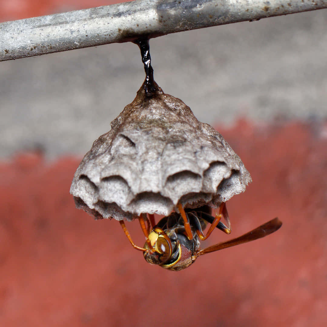 Paper Wasp Guarding Nest.jpg Wallpaper