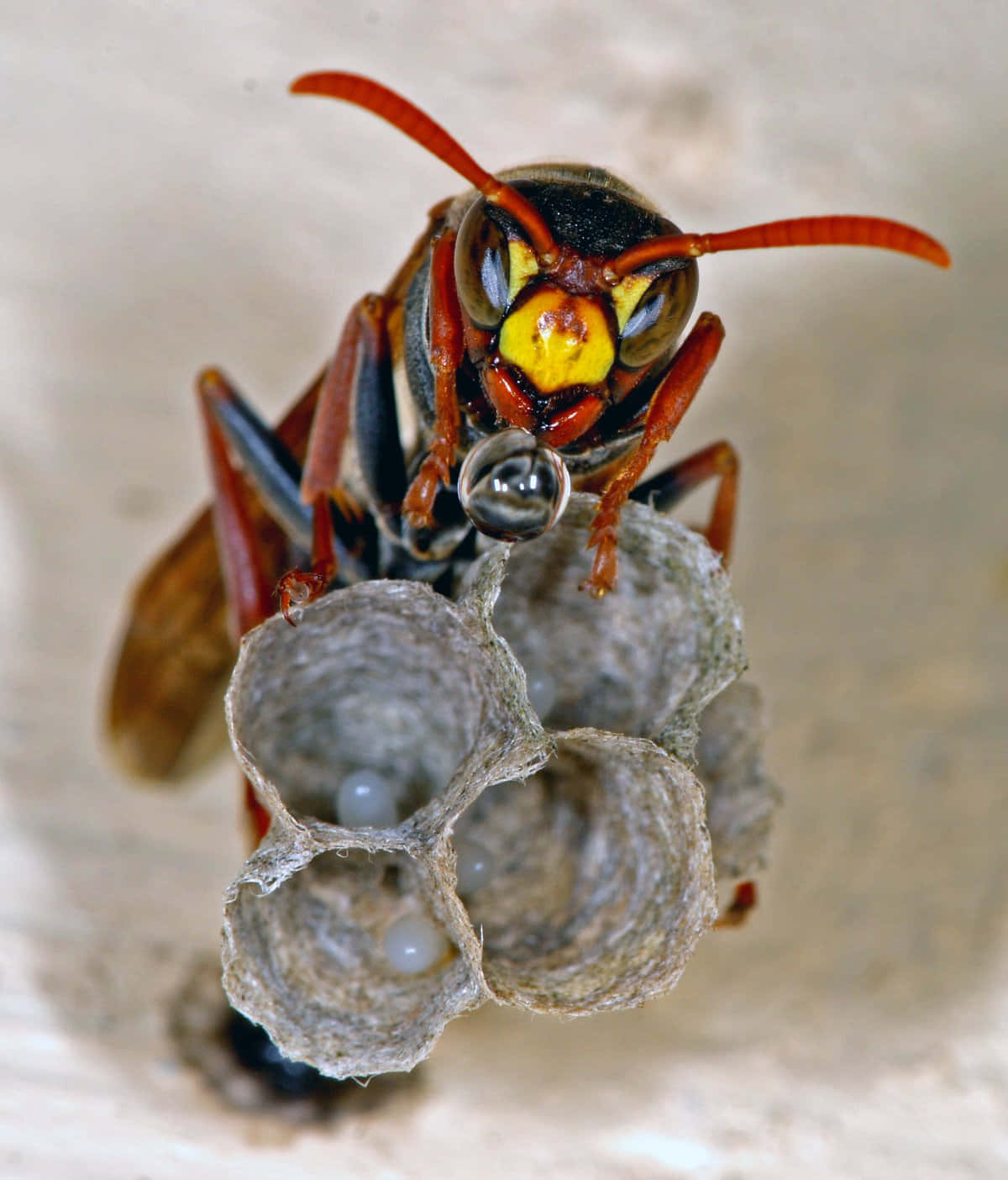 Paper Wasp Guarding Nest.jpg Wallpaper