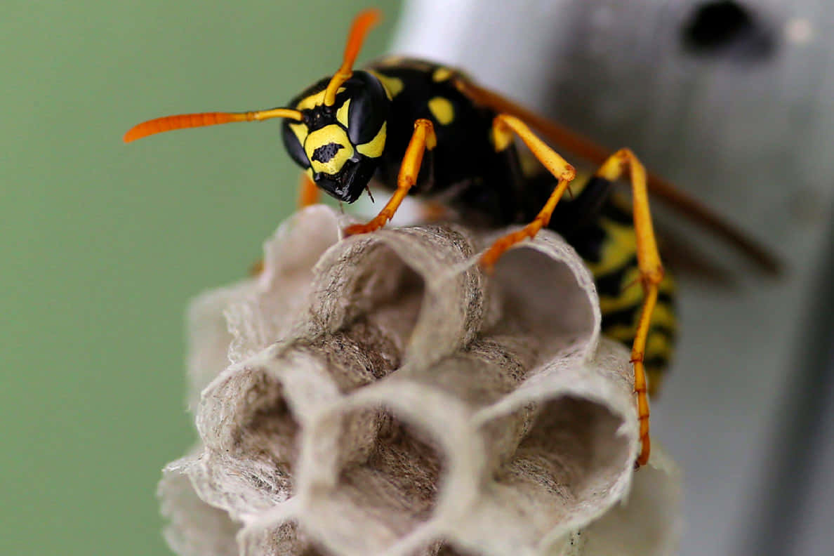 Paper Wasp Guarding Nest.jpg Wallpaper