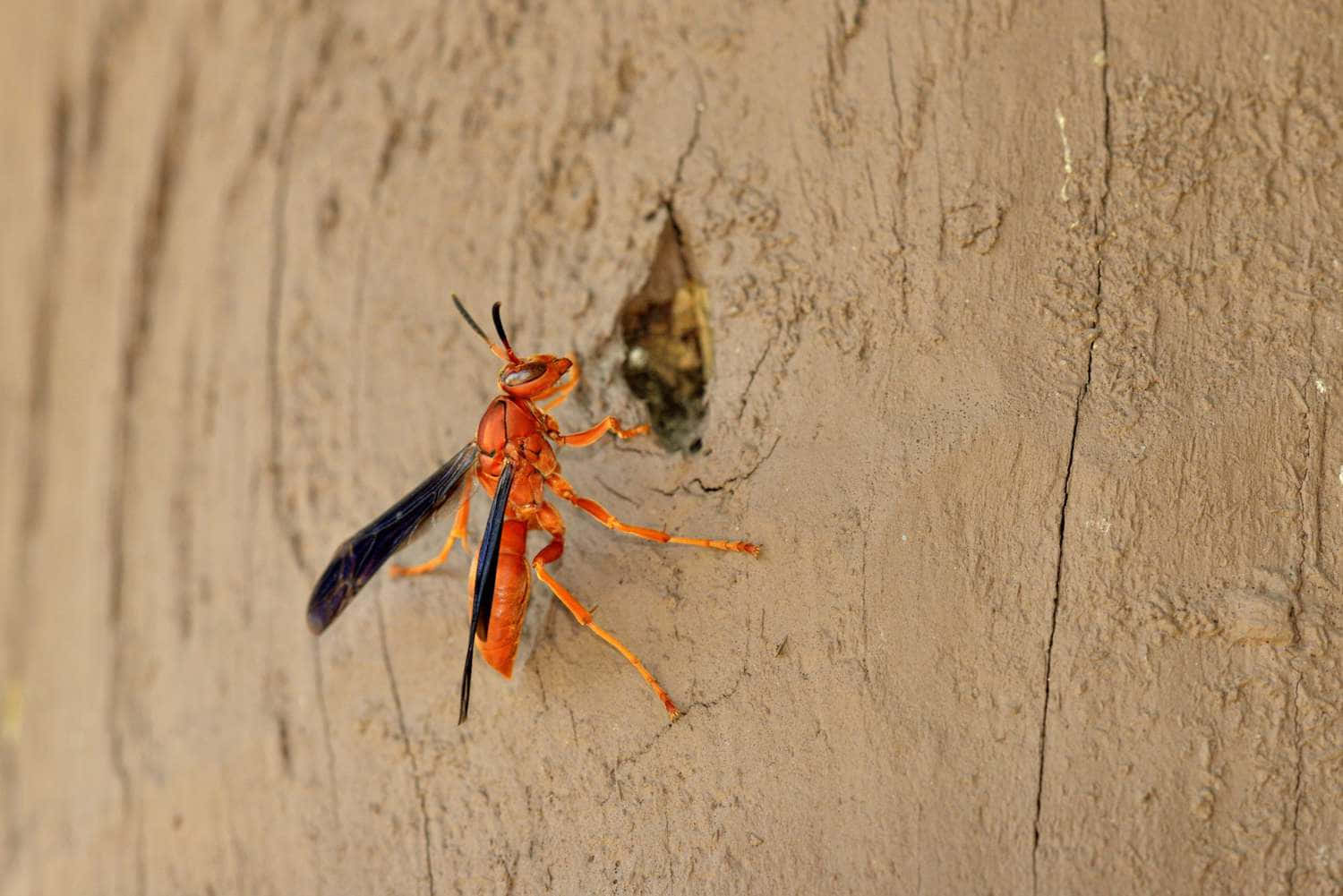 Paper Wasp Near Nest Entrance.jpg Wallpaper