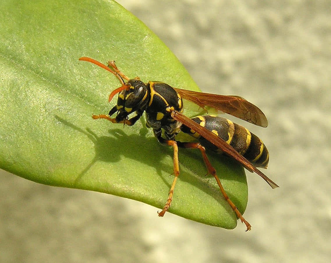 Paper_ Wasp_on_ Green_ Leaf Wallpaper