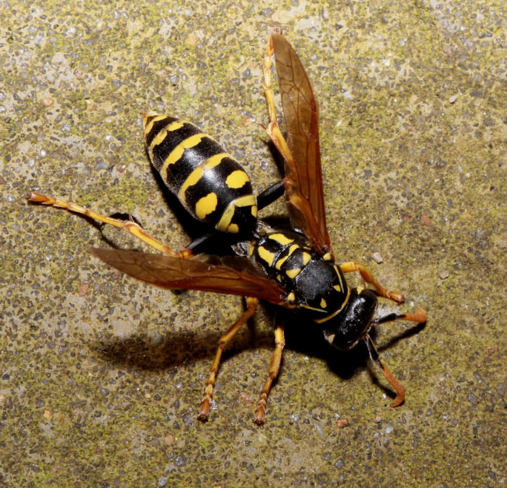 Paper Wasp Up Close.jpg Wallpaper