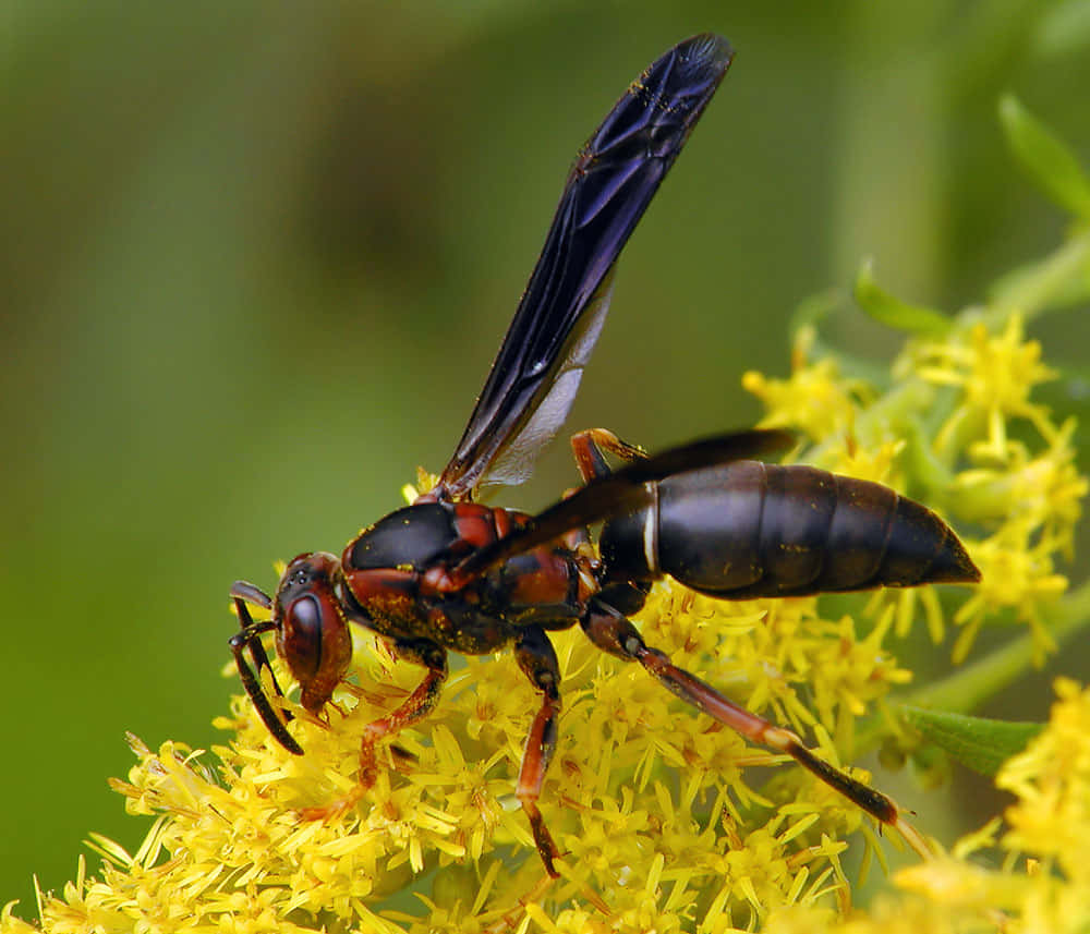 Paper Waspon Yellow Flowers.jpg Wallpaper