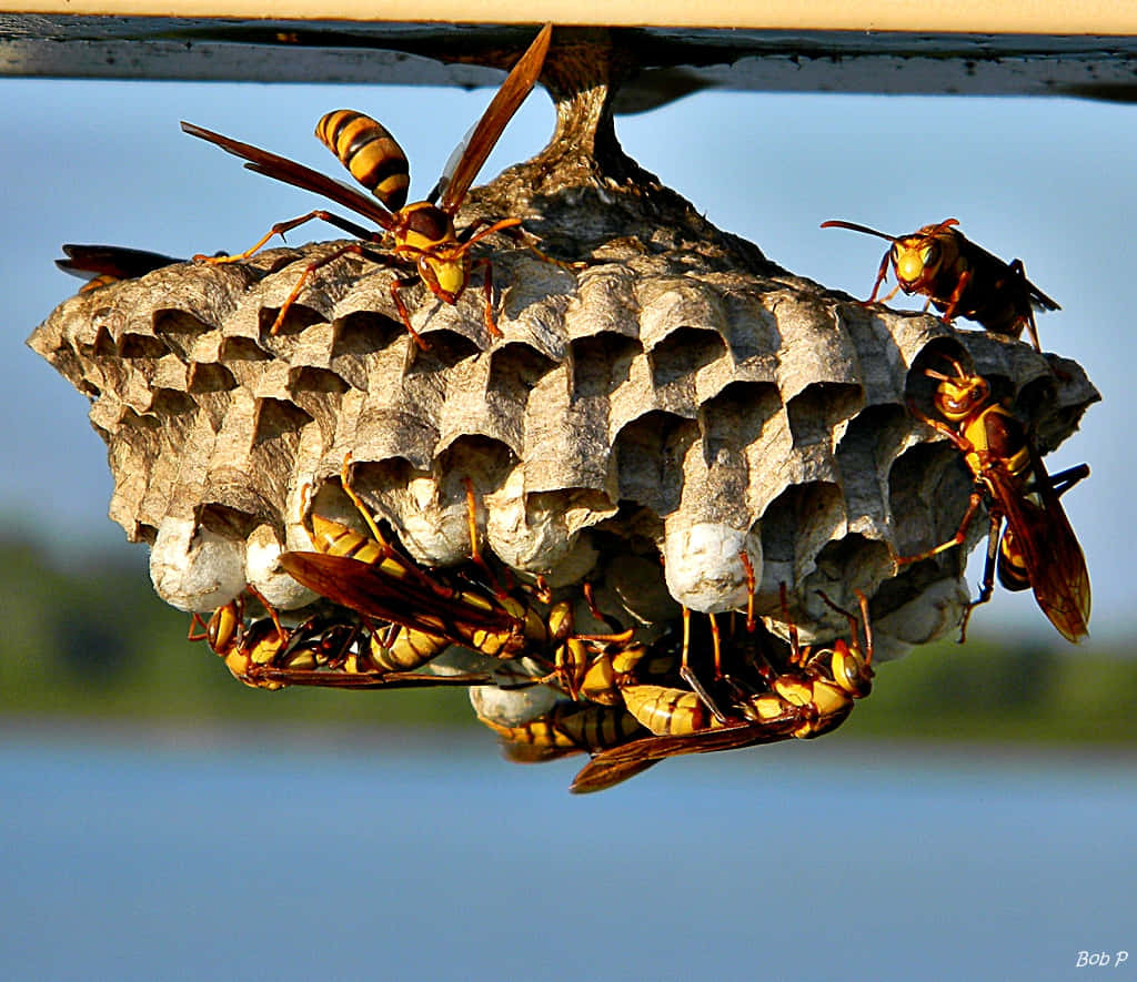 Paper Wasps Guarding Nest.jpg Wallpaper