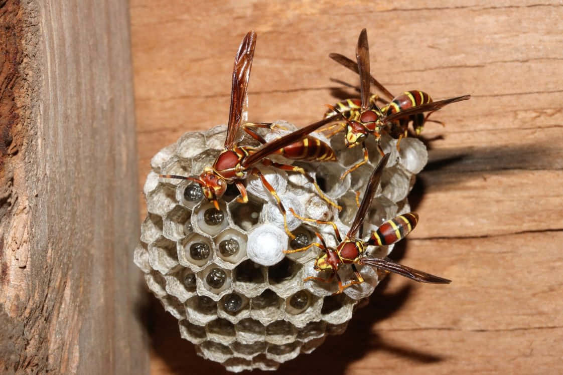 Paper Wasps Tending Nest.jpg Wallpaper