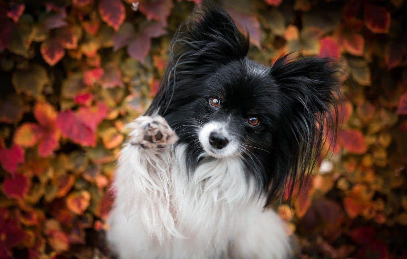 Papillon Dog Autumn Leaves Backdrop Wallpaper