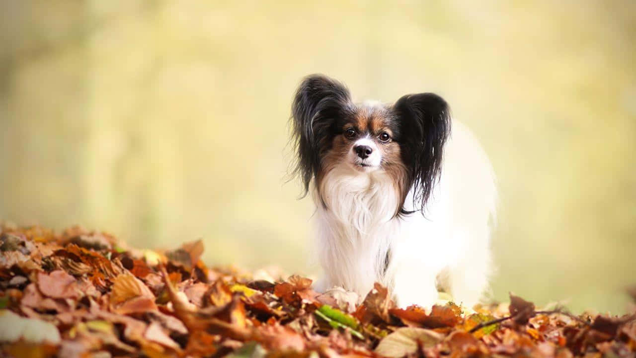 Papillon Dog Autumn Leaves Wallpaper