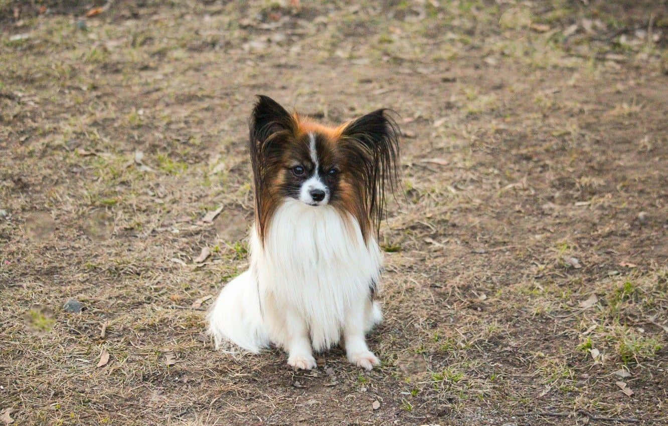 Papillon Dog Pose Outdoors.jpg Wallpaper