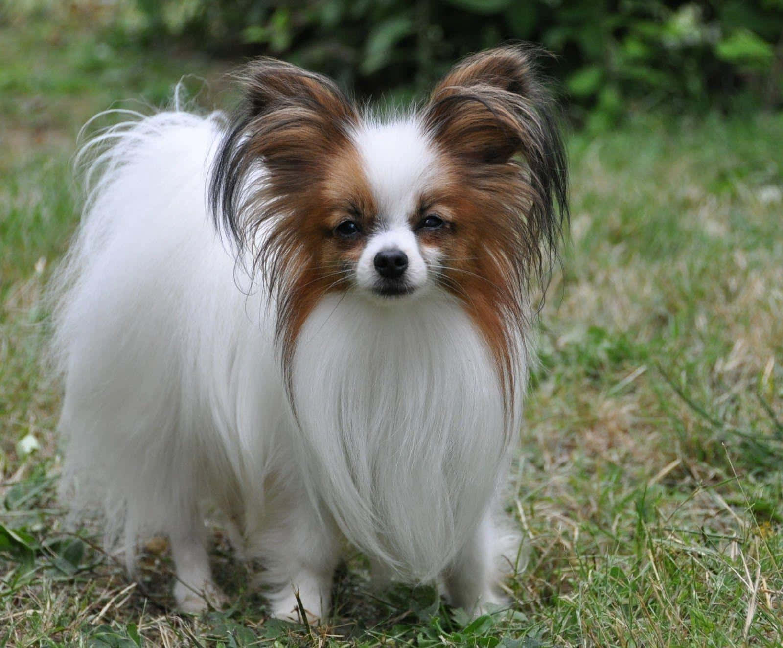 Papillon Dog Standing Grass Wallpaper