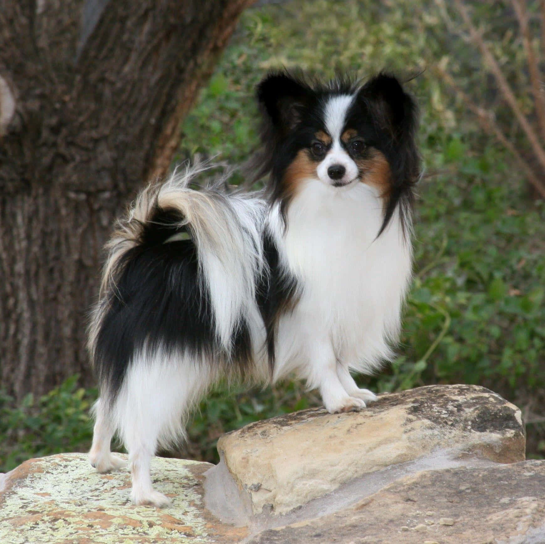 Papillon Dog Standingon Rock Outdoors Wallpaper