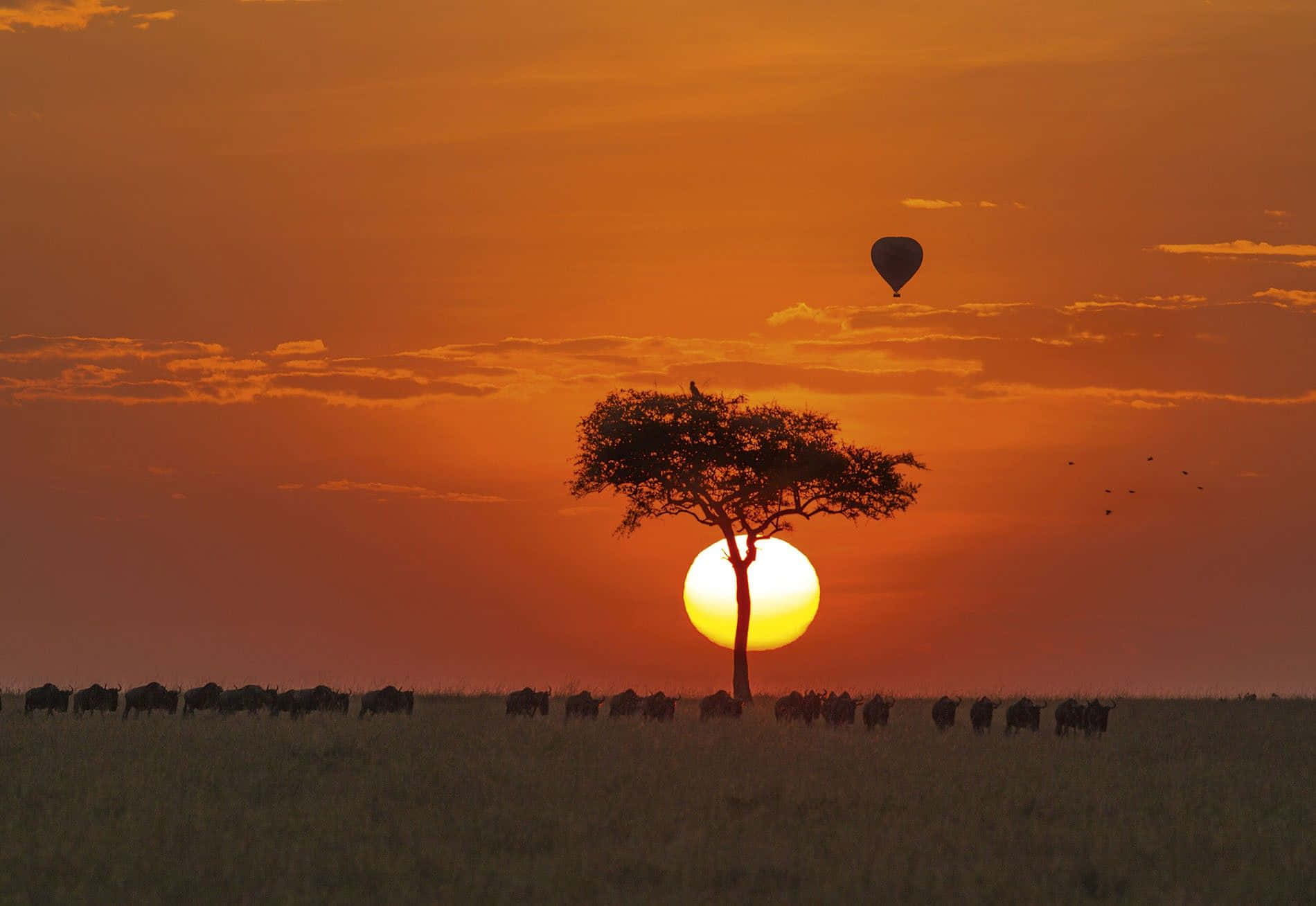 Parachute Flying In Masai Mara National Reserve Wallpaper