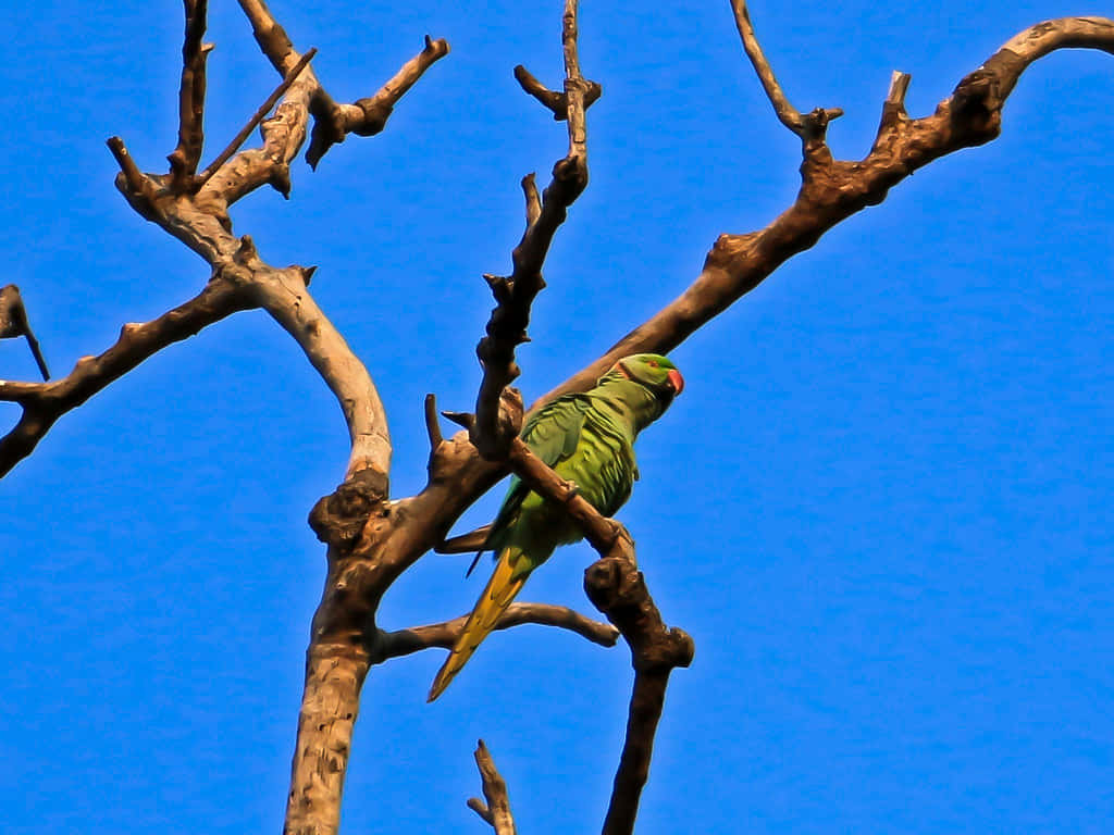 Parakeet_ Perched_on_ Bare_ Branch Wallpaper