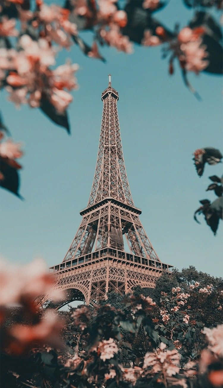 Paris Aesthetic Pink Flowers Wallpaper