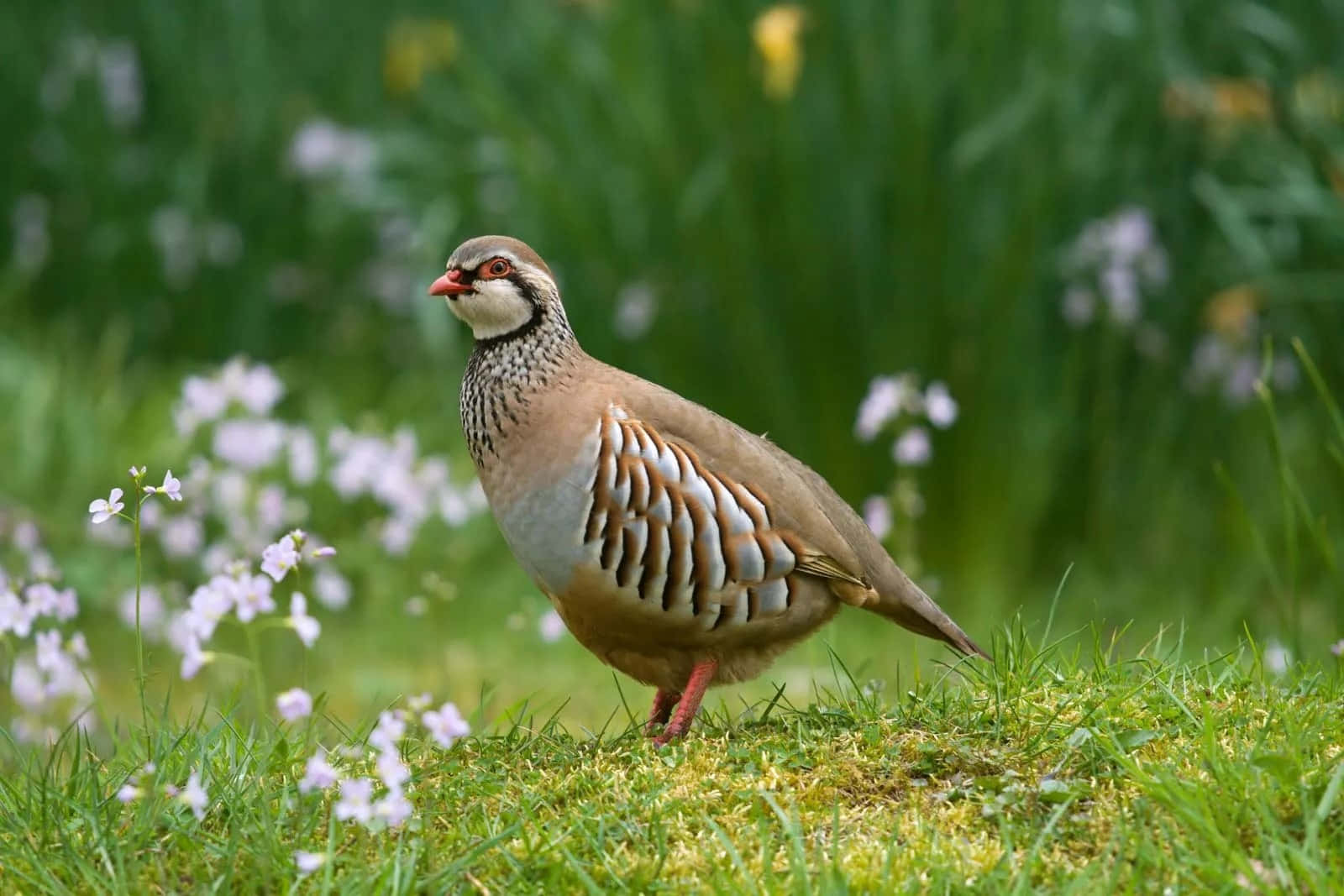 Partridgein Meadow.jpg Wallpaper