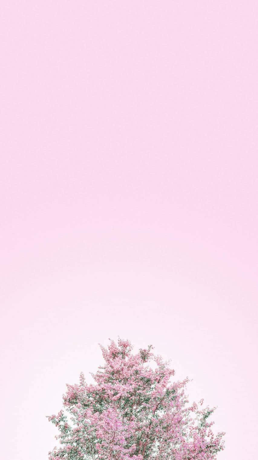 Pastel Pink Blooming Tree Minimalism Wallpaper