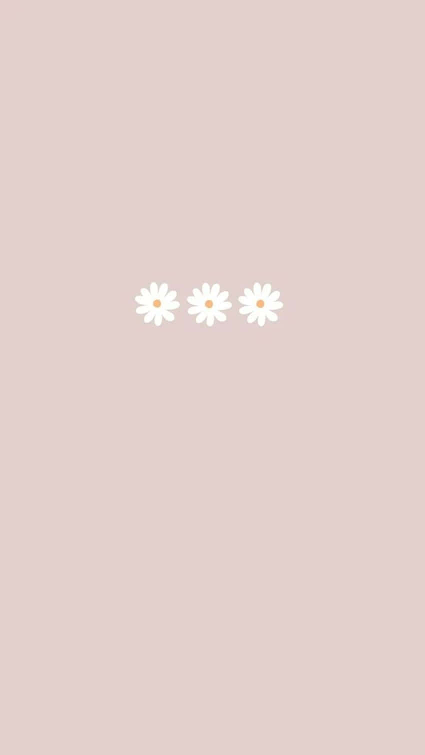 Pastel Pink Daisy Trio Wallpaper