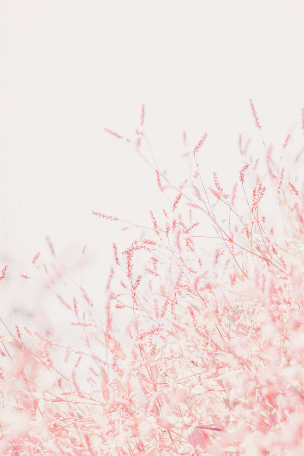 Pastel Pink Floral Dreaminess Wallpaper