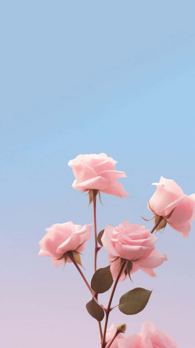 Pastel Pink Roses Against Sky Wallpaper