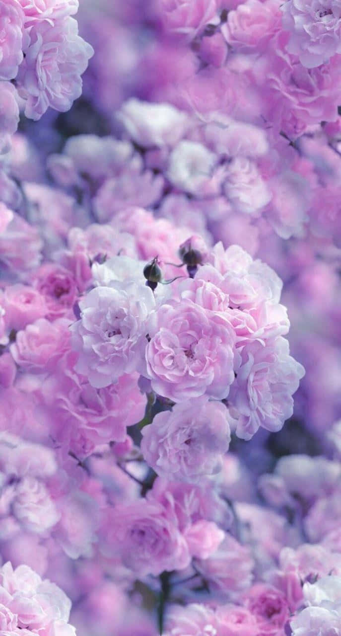 Pastel Pink Roses Background Wallpaper