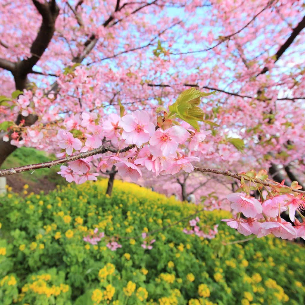 Pastel Pink Spring Tree Ipad Wallpaper