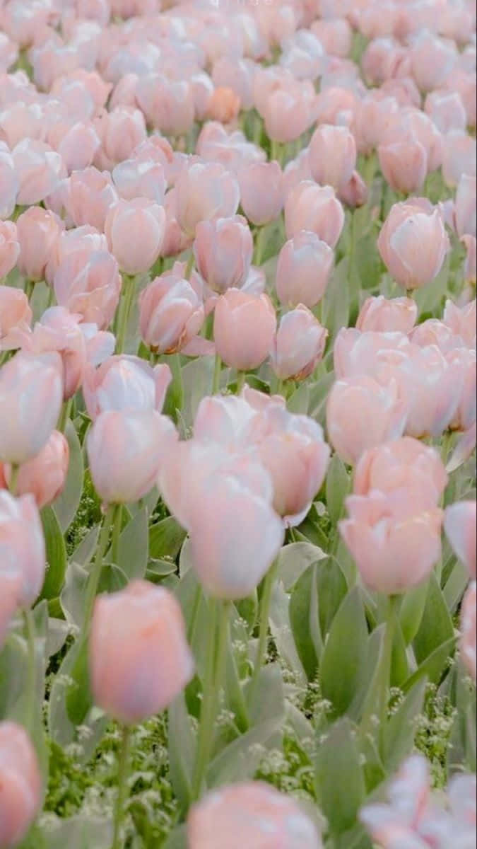 Pastel Pink Tulip Field Aesthetic Wallpaper