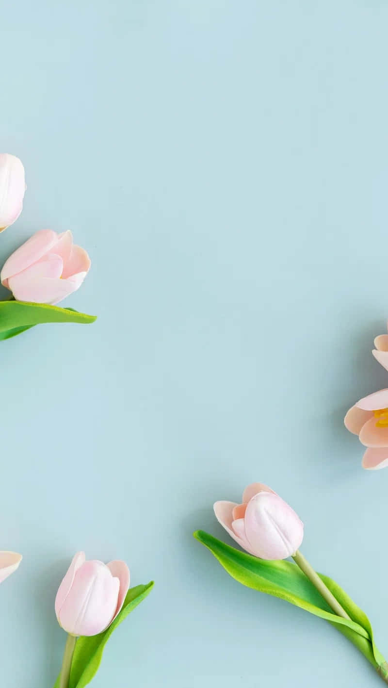 Pastel_ Tulips_ Blue_ Background Wallpaper