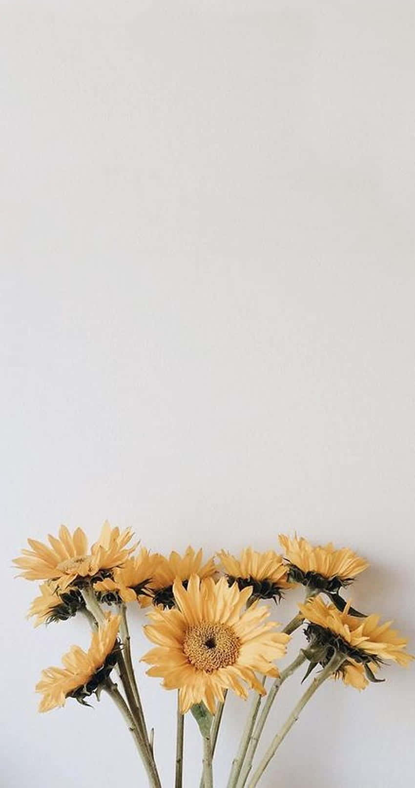 Pastel Yellow Sunflowers Minimalist Aesthetic.jpg Wallpaper