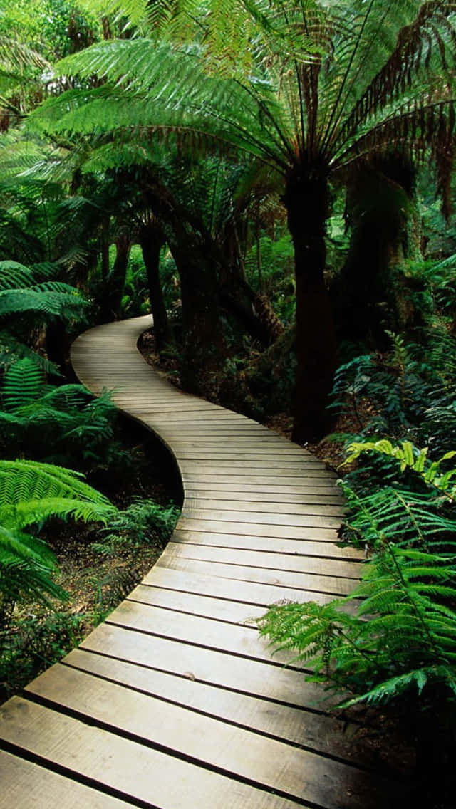 Path In A Greenery Garden Wallpaper