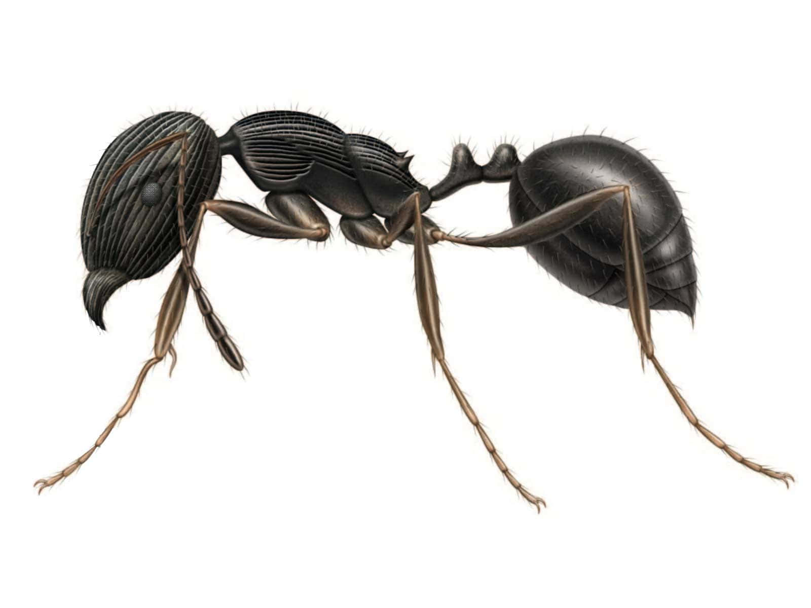 Pavement Ant Illustration Wallpaper