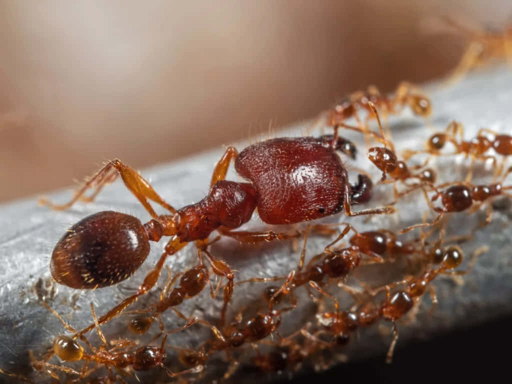 Pavement Ant Macro Photography Wallpaper