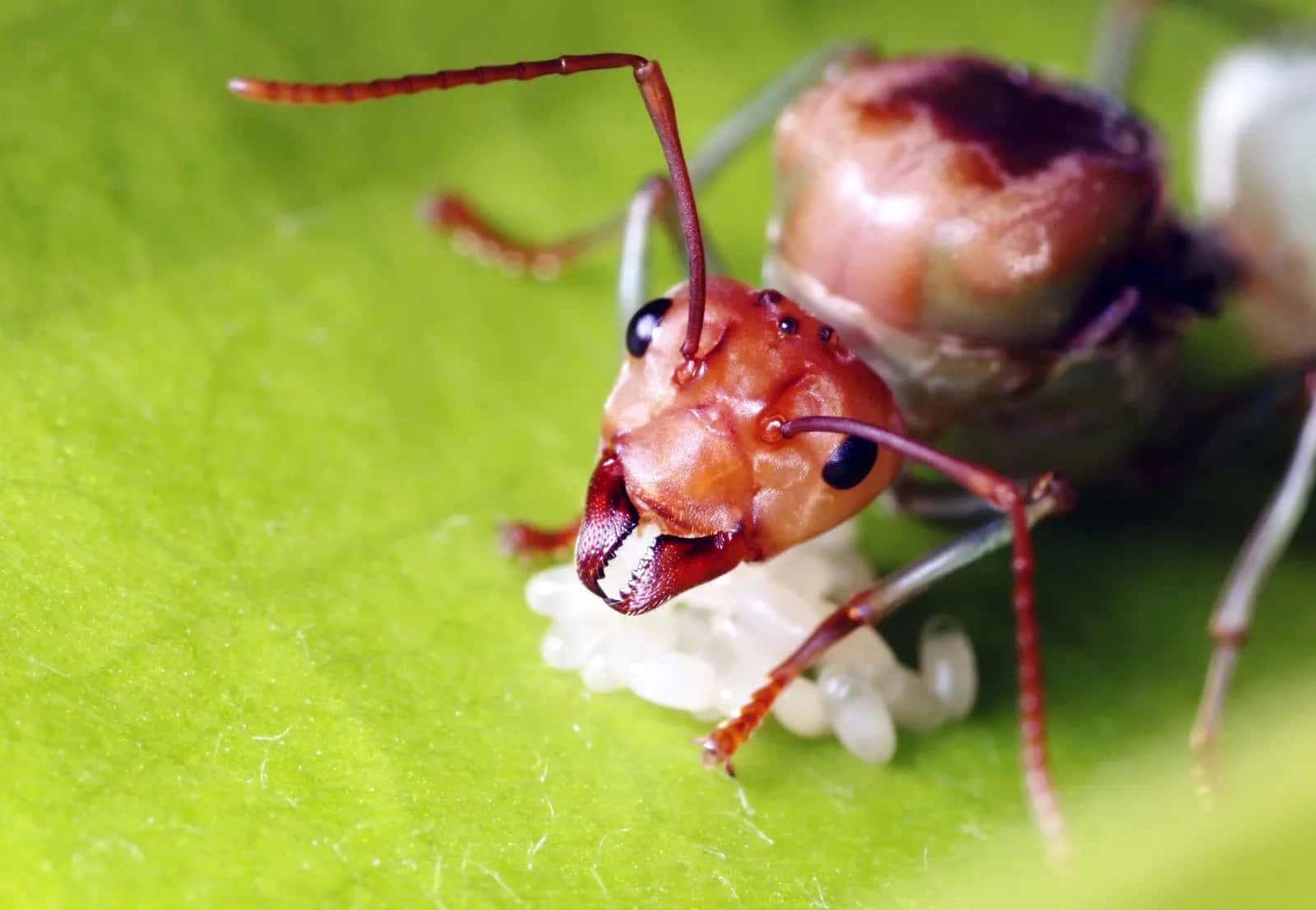 Pavement Ant Tending Eggs Wallpaper