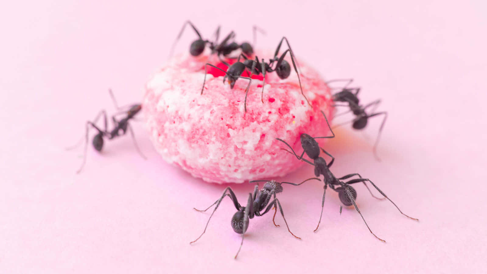 Pavement Ants Feastingon Sweet Treat Wallpaper